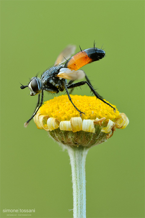 Cylindromya brassicaria  Nikon D3  Nikon Micro AF 200 f/4 D  1/8 sec  f/20  ISO 200 Macrofotografia di insetti materiale Nikon Simone Tossani