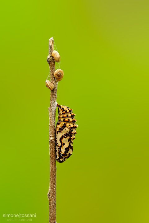 Pupa Melitaea  Nikon D3  Nikon Micro AF 200 f/4 D  1/2 sec  f/18  ISO 200 Macrofotografia di insetti materiale Nikon Simone Tossani