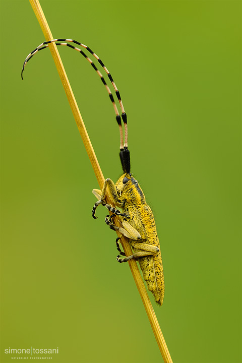 Agapanthia villosoviridescens   Nikon D3  Nikon Micro AF 200 f/4 D  1/25 sec  f/22  ISO 200 Macrofotografia di insetti materiale Nikon Simone Tossani