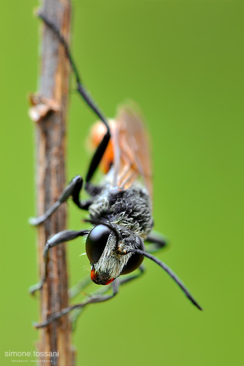 Ammophila sabulosa  Nikon D3  Nikon Micro AF 200 f/4 D  1.3 sec  f/22  ISO 100 Macrofotografia di insetti materiale Nikon Simone Tossani