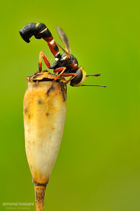 Conopidae physoconops   Nikon D3  Nikon Micro AF 200 f/4 D  1/6 sec  f/22  ISO 100 Macrofotografia di insetti materiale Nikon Simone Tossani