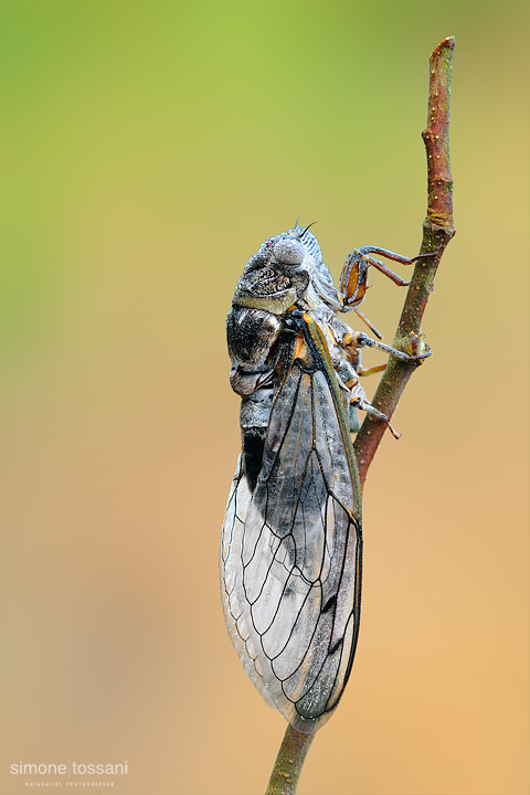Cicadidae westwood    Nikon D3  Nikon Micro AF 200 f/4 D  1.3 sec  f/22  ISO 100  Macrofotografia di insetti materiale Nikon Simone Tossani
