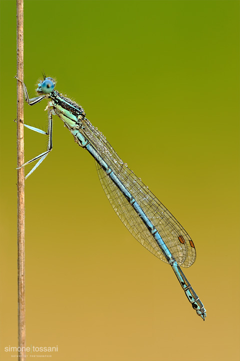 Platycnemis pennipes  Nikon D3  Nikon Micro AF 200 f/4 D  1/4 sec  f/22  ISO 200 Macrofotografia di insetti materiale Nikon Simone Tossani
