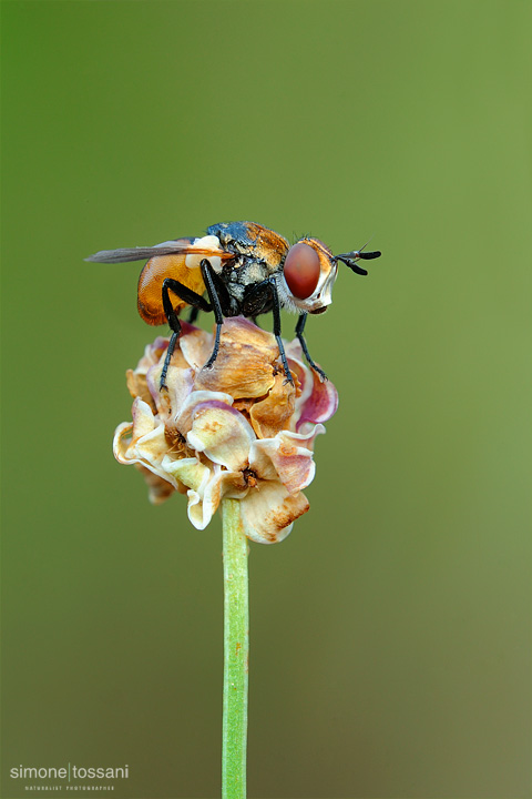 Genus gymnsoma  Nikon D3  Nikon Micro AF 200 f/4 D  Tubi Estensori  1/6 sec  f/22  ISO 160 Macrofotografia di insetti materiale Nikon Simone Tossani