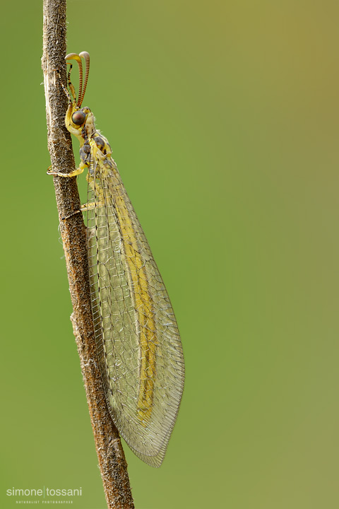 hx0101v  Nikon D3  Nikon Micro AF 200 f/4 D  Tubi Estensori  1/4 sec  f/22  ISO 200 Macrofotografia di insetti materiale Nikon Simone Tossani