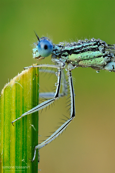 Platycnemis pennipes   Nikon D3  Nikon Micro AF 60 f/2.8 D  Tubi Estensori  1,6 sec  f/20  ISO 800 Macrofotografia di insetti materiale Nikon Simone Tossani
