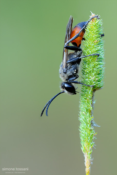 Ammophila sabulosa  Nikon D3  Micro AF 200 f/4 D  Tubi Estensori  1/4 sec  f/20  ISO 200 Macrofotografia di insetti materiale Nikon Simone Tossani
