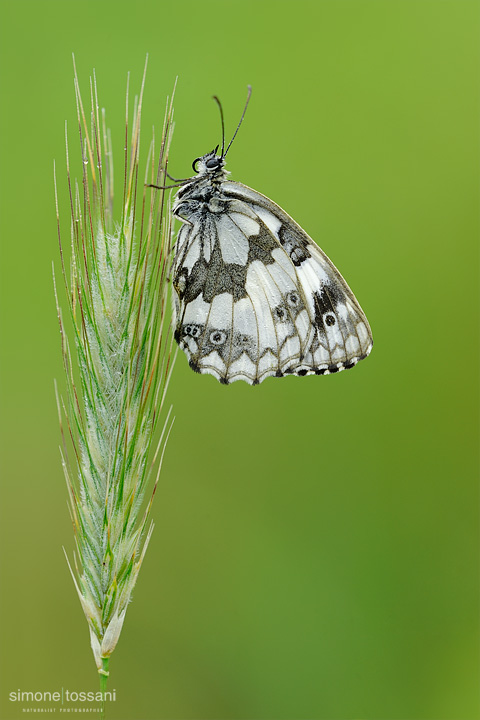 Melanargia galathea  Nikon D3  Nikon Micro AF 200 f/4 D  1/13 sec  f/13  ISO 200 Macrofotografia di insetti materiale Nikon Simone Tossani