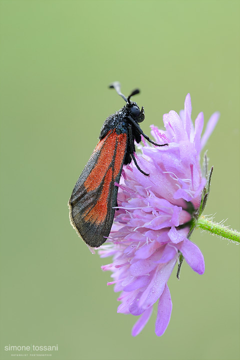 Zygaena (Mesembrynus) purpuralis   Nikon D3  Nikon Micro AF 200 f/4 D  1/8 sec  f/20  ISO 200 Macrofotografia di insetti materiale Nikon Simone Tossani