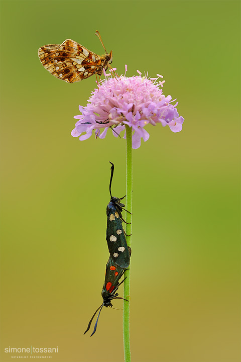 Zygaena transalpina & Boloria (clossiana) dia    Nikon D3  Nikon Micro AF 200 f/4 D  1/4 sec  f/16  ISO 200 Macrofotografia di insetti materiale Nikon Simone Tossani