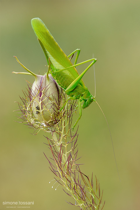 Phaneroptera sp.   Nikon D3  Nikon Micro AF 200 f/4 D  1/13 sec  f/14  ISO 200 Macrofotografia di insetti materiale Nikon Simone Tossani  