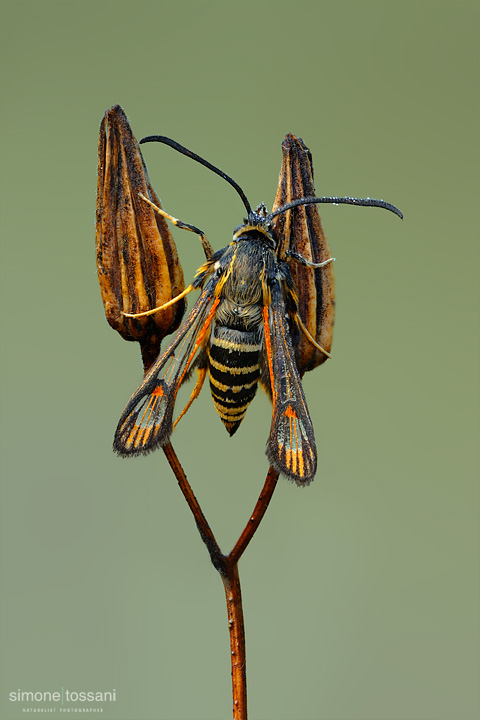 Bembecia vespiformis   Nikon D3  Nikon Micro AF 200 f/4 D  1,5 sec  f/22  ISO 200 Macrofotografia di insetti materiale Nikon Simone Tossani