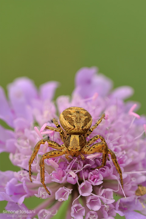 Xysticus sp   Nikon D3  Nikon Micro AF 200 f/4 D  1/25 sec  f/22  ISO 200 Macrofotografia di insetti materiale Nikon Simone Tossani   