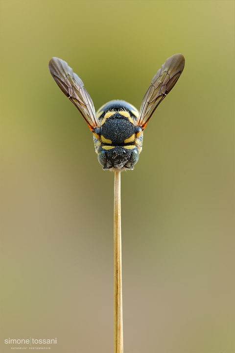 hm0114v    Nikon D3  Nikon Micro AF 60 f/2.8 D  Tubi Estensori  1/4 sec  f/20  ISO 100 Macrofotografia di insetti materiale Nikon Simone Tossani