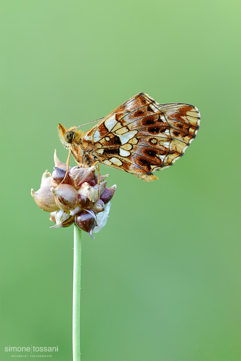 Boloria (clossiana) dia  Nikon D3  Nikon Micro AF 200 f/4 D  1/6 sec  f/22  ISO 320 Macrofotografia di insetti materiale Nikon Simone Tossani