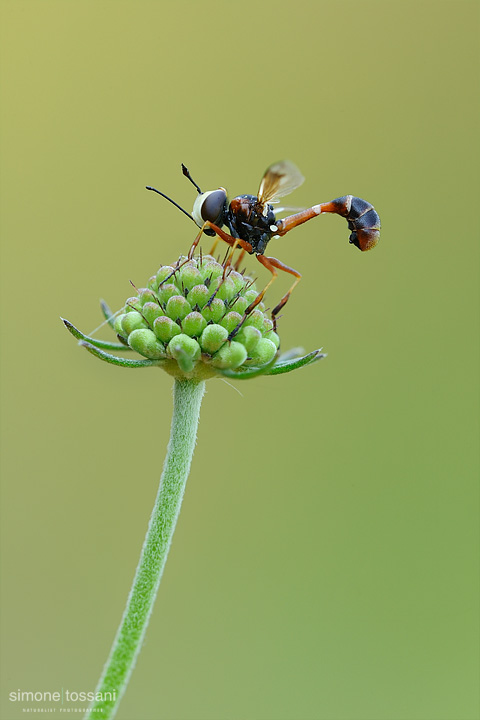 Conopidae Physocephala vittata  Nikon D3  Nikon Micro AF 200 f/4 D  1/13 sec  f/20  ISO 200 Macrofotografia di insetti materiale Nikon Simone Tossani