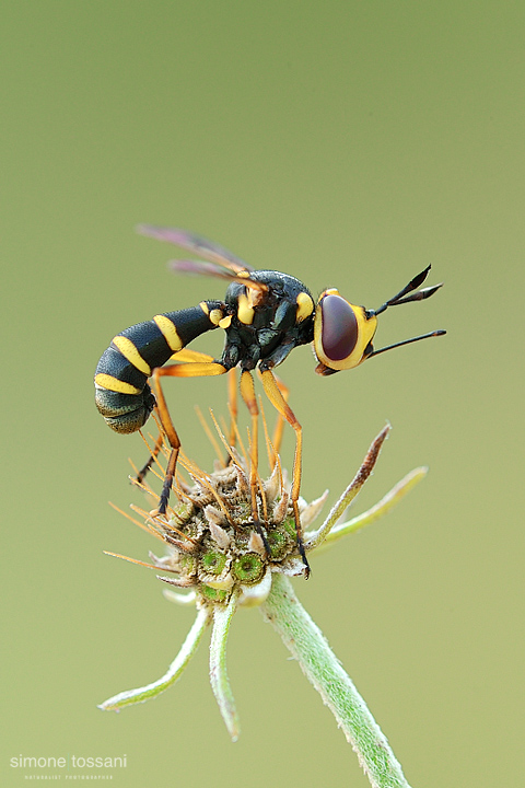 Conops quadrifasciatus   Nikon D3  Nikon Micro AF 200 f/4 D  1/13 sec  f/20  ISO 200 Macrofotografia di insetti materiale Nikon Simone Tossani  