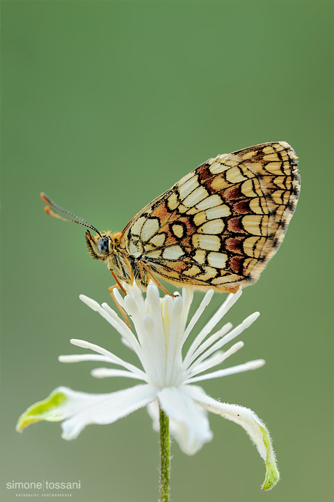 Melitaea athalia   Nikon D3  Nikon Micro AF 200 f/4 D  1/30 sec  f/18  ISO 400 Macrofotografia di insetti materiale Nikon Simone Tossani