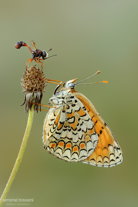 Physocephala vittata  Melitaea phoebe  Nikon D3  Nikon Micro AF 200 f/4 D  1/3 sec  f/18  ISO 200 Macrofotografia di insetti materiale Nikon Simone Tossani