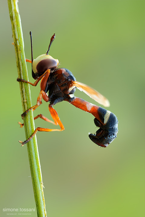 Conopidae physoconops  Nikon D3  60 Micro Nikkor AF f/2.8 D  Tubi Estensori  1/4 Sec  f/22  ISO 200 Macrofotografia di insetti materiale Nikon Simone Tossani