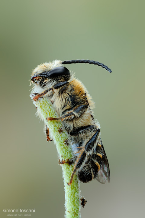Colletes sp   Nikon D3  Nikon Micro AF 200 f/4 D  Macrofotografia di insetti materiale Nikon Simone Tossani