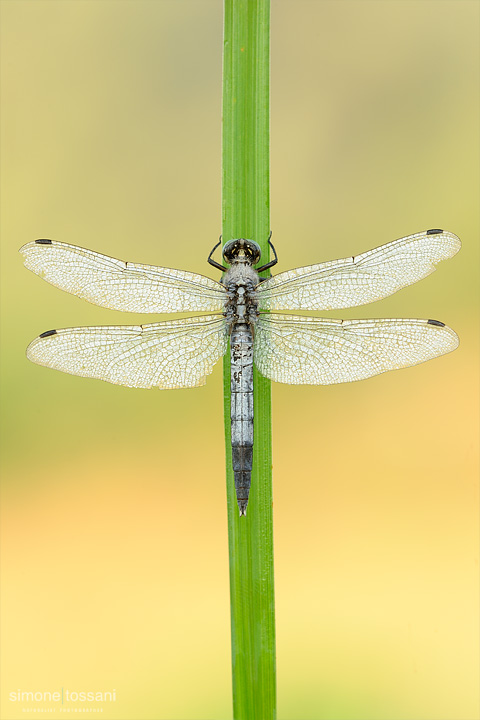 Orthetrum cancellatum   Nikon D3  Nikon Micro AF 200 f/4 D  Macrofotografia di insetti materiale Nikon Simone Tossani