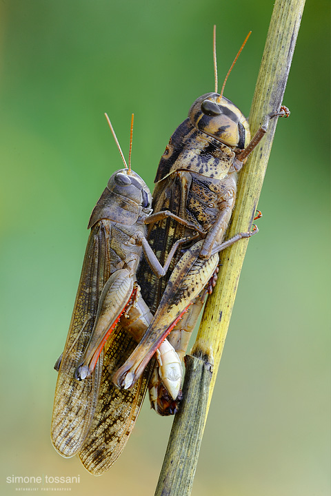 Locusta Migratoria   Nikon D3  Nikon Micro AF 200 f/4 D  Macrofotografia di insetti materiale Nikon Simone Tossani