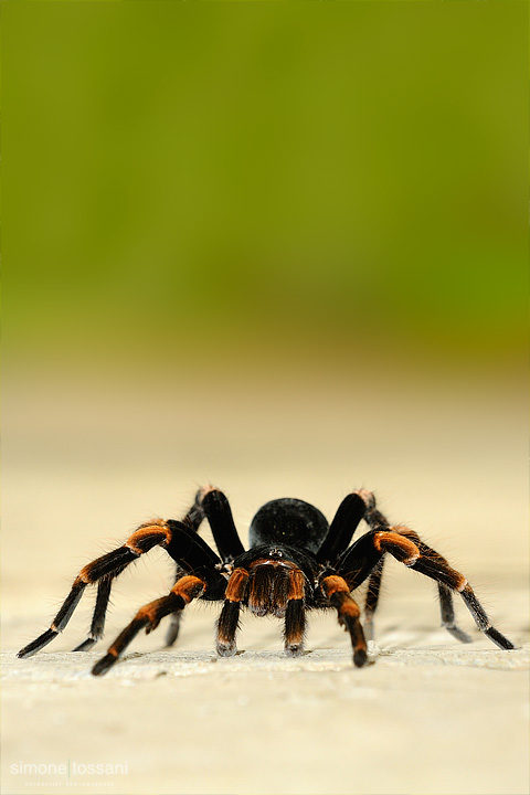 Brachypelma smithi  Nikon D700  Nikon Micro AFS 105 f/2.8 VR D  1/800 sec  f/5.6  ISO 800 Macrofotografia di insetti materiale Nikon Simone Tossani