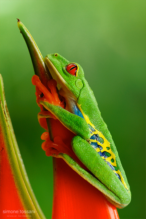 Agalychnis callidryas  Nikon D3  Nikon Micro AF 200 f/4 D  1/2 sec  f/16  ISO 400 Macrofotografia di insetti materiale Nikon Simone Tossani