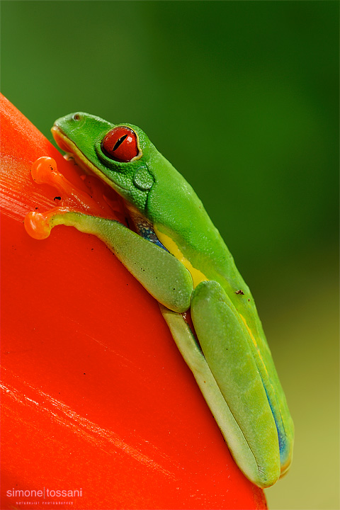 Agalychnis callidryas  Nikon D3  Nikon Micro AF 200 f/4 D  2 sec  f/18  ISO 200 Macrofotografia di insetti materiale Nikon Simone Tossani