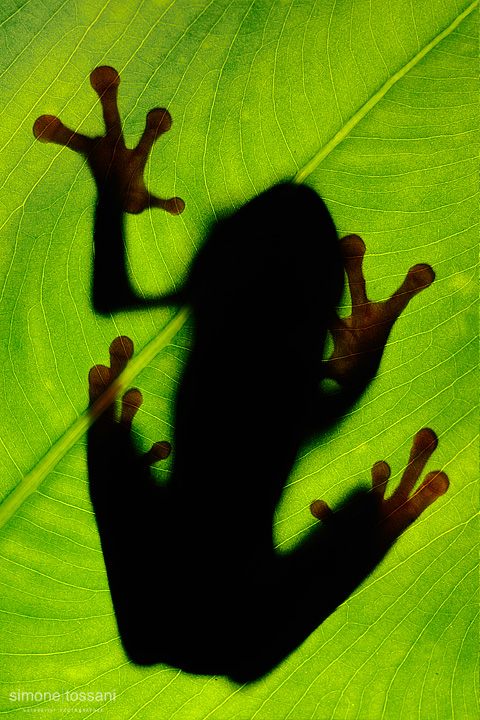 Agalychnis callidryas  Nikon D3  Nikon Micro AF 200 f/4 D  1/4 sec  f/14  ISO 800 Macrofotografia di insetti materiale Nikon Simone Tossani