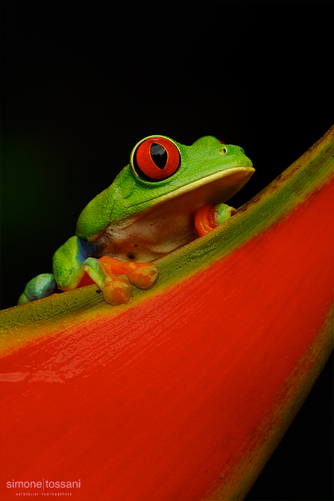 Agalychnis callidryas  Nikon D3  Nikkor Micro AF 200 f/4 D  2,5 sec  f/22  ISO 200 Macrofotografia di insetti materiale Nikon Simone