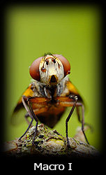 Galleria macro Simone Tossani con Nikon e Nital