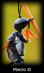 Galleria macro Simone Tossani con Nikon e Nital