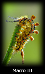 Galleria macro Simone Tossani con Nikon e Nital