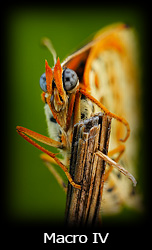 Galleria macro Simone Tossani con Nikon e Nital