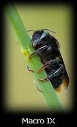 Galleria macro Simone Tossani con Nikon e Nital