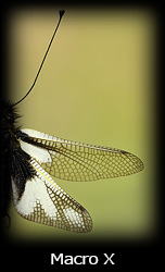 Galleria macro Simone Tossani con Nikon e Nital