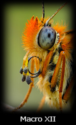Galleria macro Simone Tossani con Nikon e Nital