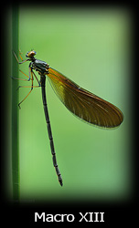 Galleria macro Simone Tossani con Nikon e Nital