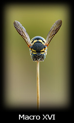 Galleria macro Simone Tossani con Nikon e Nital