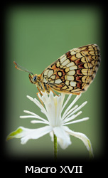 Galleria macro Simone Tossani con Nikon e Nital