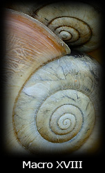 Galleria macro Simone Tossani con Nikon e Nital