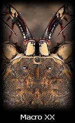 Galleria macro Simone Tossani con Nikon e Nital