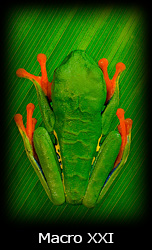 Galleria macro Simone Tossani con Nikon e Nital