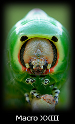 Galleria macro Simone Tossani con Nikon e Nital