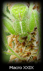 Galleria macro Simone Tossani con Nikon e Nital