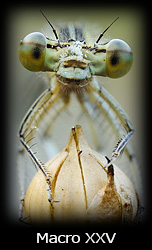 Galleria macro Simone Tossani con Nikon e Nital