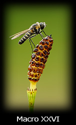 Galleria macro Simone Tossani con Nikon e Nital