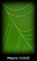 Galleria macro Simone Tossani con Nikon e Nital